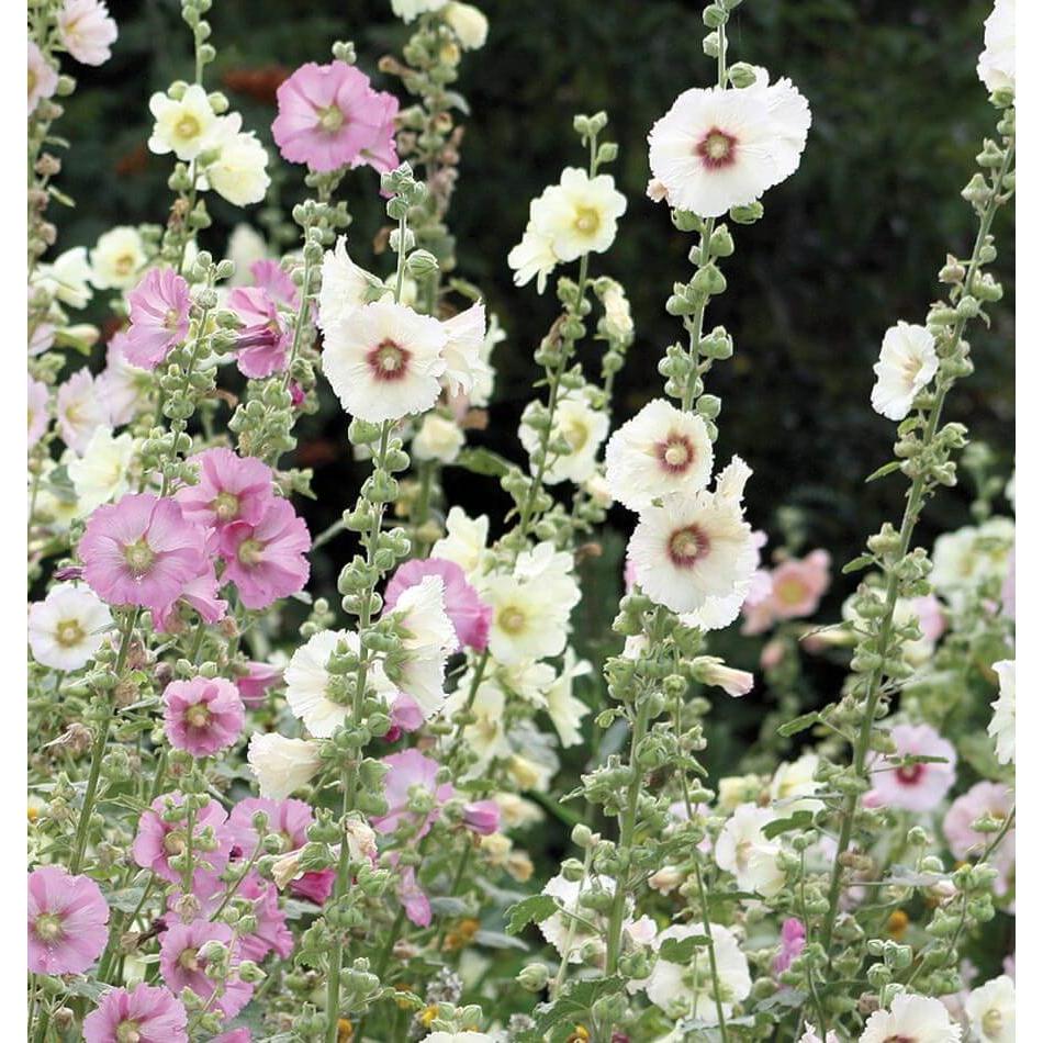 West Coast Seeds Flower Seeds - Hollyhocks - Indian Spring  0.5g
