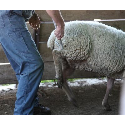 UKAL Elevage Crook Leg - 0.95m