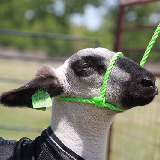 Sullivan  Sheep Rope Halter