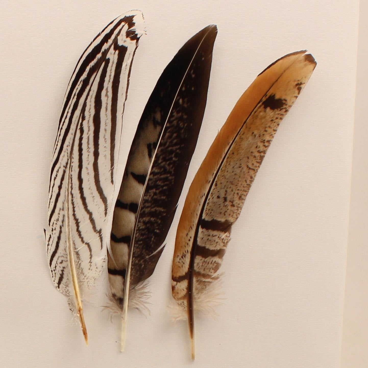**M&F Hat Trim Feathers - Assorted