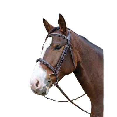 AVIGNON OCALA BRIDLE