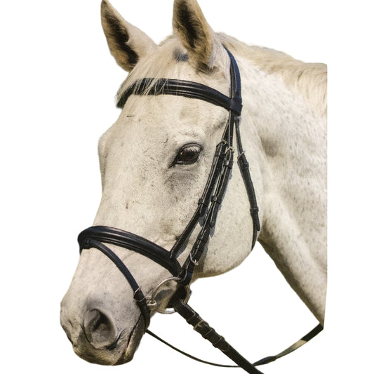 Avignon Louisville Bridle