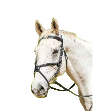 Avignon Figure Eight Noseband