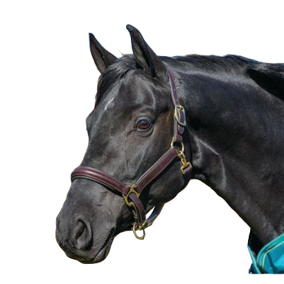 Avignon Leather Halter