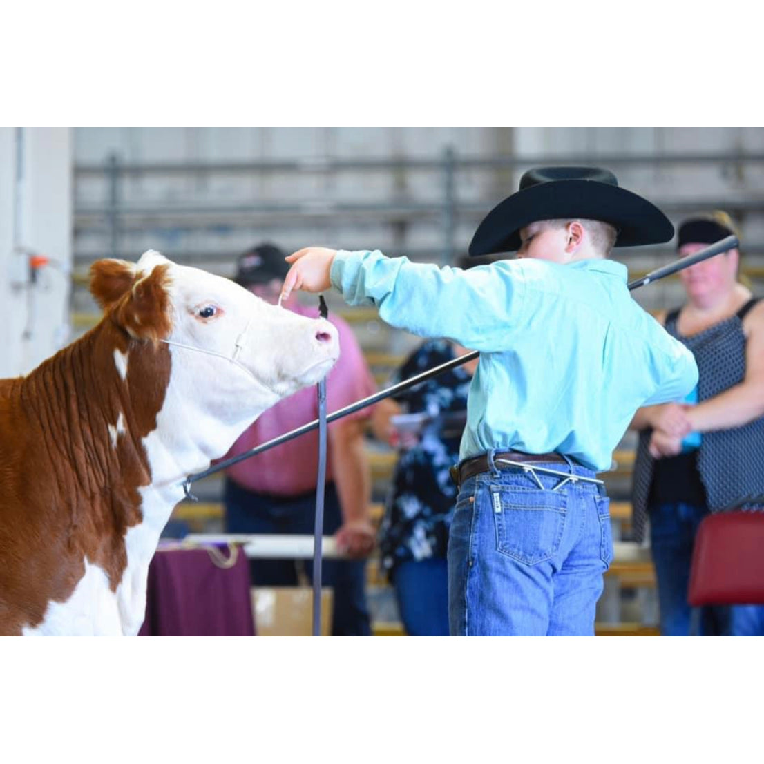 Phantom Heavy Duty Cable Cattle Halter - Black