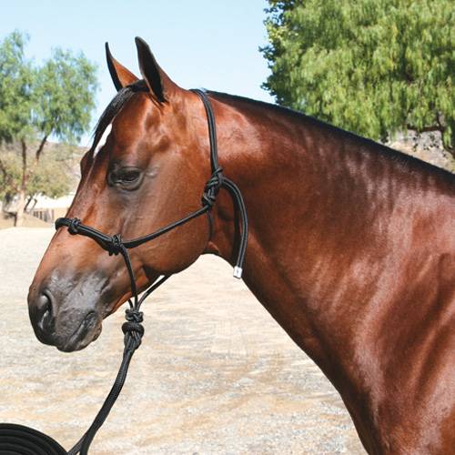 Professional's Choice Clinician Halter 15' Nylon Lead