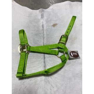 Irvine Flat Webbing Halter - Average - Irvine Tack &amp; Western Wear